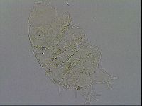Echiniscus merokensis image