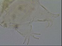 Echiniscus merokensis image