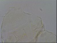 Echiniscus merokensis image