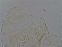 Echiniscus merokensis image