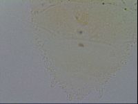 Echiniscus merokensis image