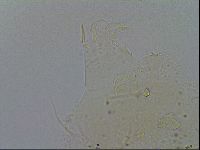 Echiniscus merokensis image