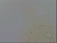 Echiniscus merokensis image