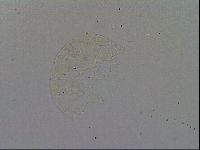 Echiniscus merokensis image