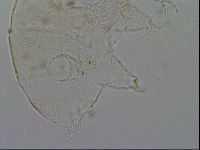 Echiniscus merokensis image