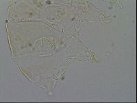 Echiniscus merokensis image