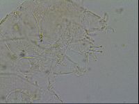 Echiniscus merokensis image