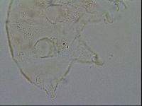 Echiniscus merokensis image