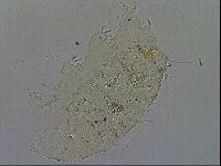 Echiniscus merokensis image