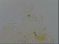 Echiniscus merokensis image