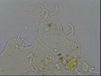 Echiniscus merokensis image