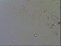 Echiniscus merokensis image