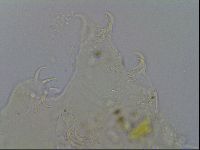 Echiniscus merokensis image