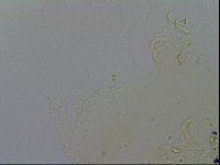 Echiniscus merokensis image