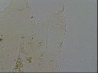 Echiniscus merokensis image