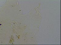 Echiniscus merokensis image