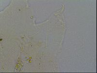 Echiniscus merokensis image