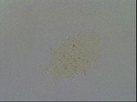 Echiniscus merokensis image