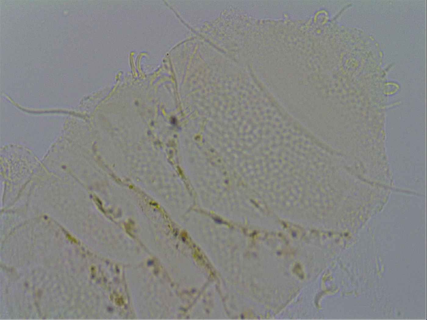 Echiniscus merokensis image