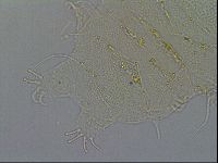 Echiniscus merokensis image