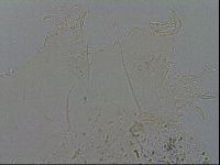 Echiniscus merokensis image