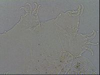 Echiniscus merokensis image