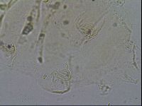 Echiniscus merokensis image