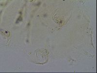Echiniscus merokensis image