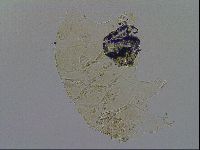 Echiniscus merokensis image