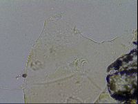 Echiniscus merokensis image