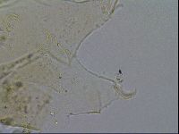 Echiniscus merokensis image