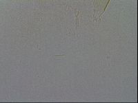 Echiniscus merokensis image
