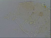 Echiniscus merokensis image
