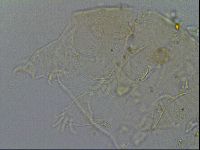 Echiniscus merokensis image