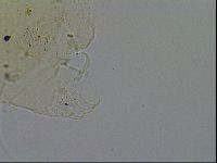 Echiniscus merokensis image