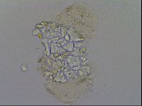 Echiniscus merokensis image