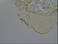 Echiniscus merokensis image