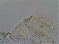 Echiniscus merokensis image