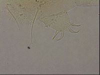 Echiniscus merokensis image