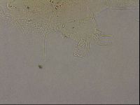 Echiniscus merokensis image