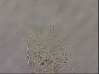 Echiniscus merokensis image