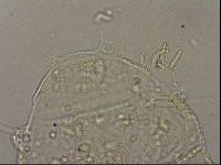 Echiniscus merokensis image
