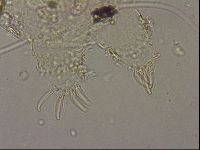Echiniscus merokensis image