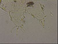 Echiniscus merokensis image