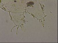Echiniscus merokensis image