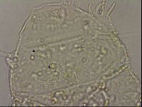 Echiniscus merokensis image