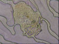 Echiniscus merokensis image