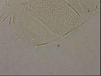 Echiniscus merokensis image