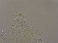 Echiniscus merokensis image