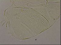 Echiniscus merokensis image